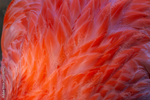 Abstract Feather Texture