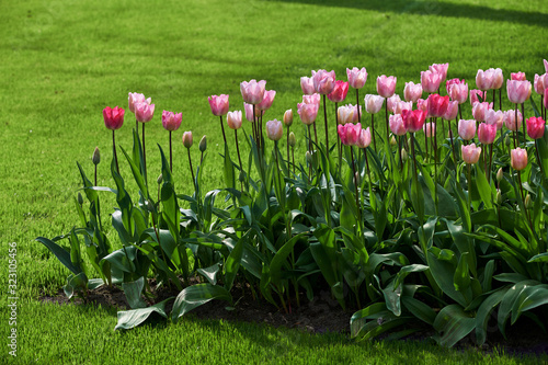 red tulips in the garden