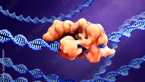 CRISPR-Cas9 proteins recognize and cut foreign pathogenic DNA photo