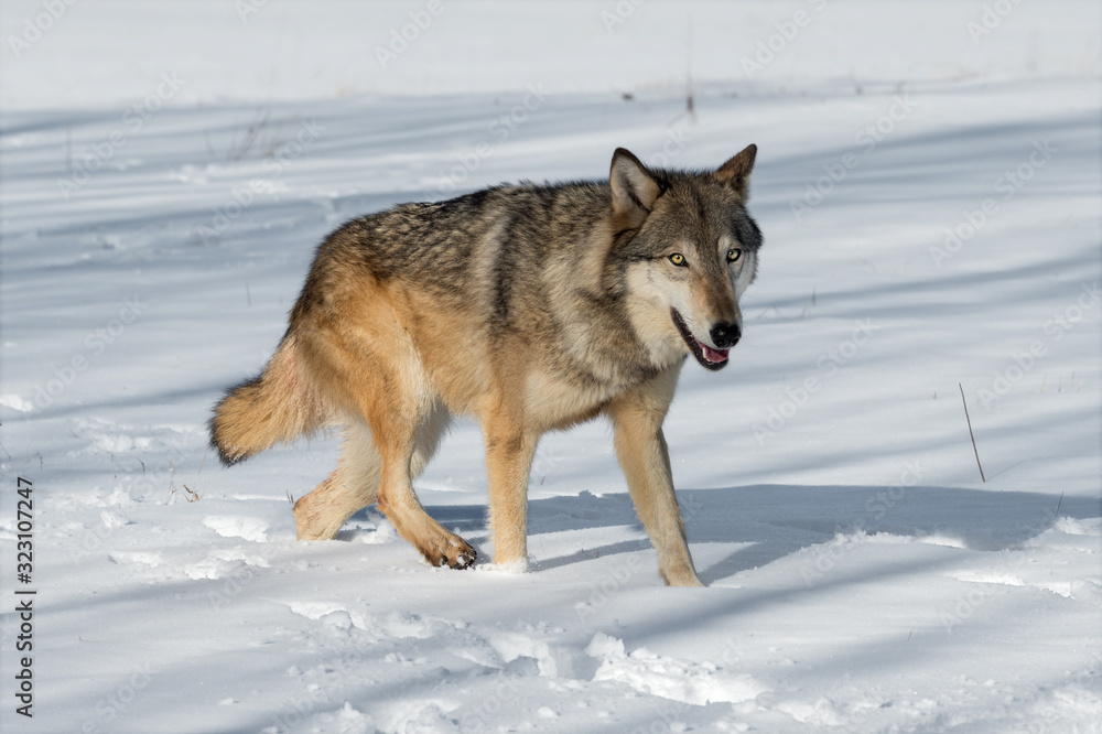 Grey Wolf (Canis lupus) Steps Right Through Snowy Field Winter