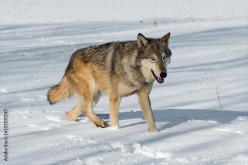Grey Wolf (Canis lupus) Steps Right Through Snowy Field Winter © hkuchera