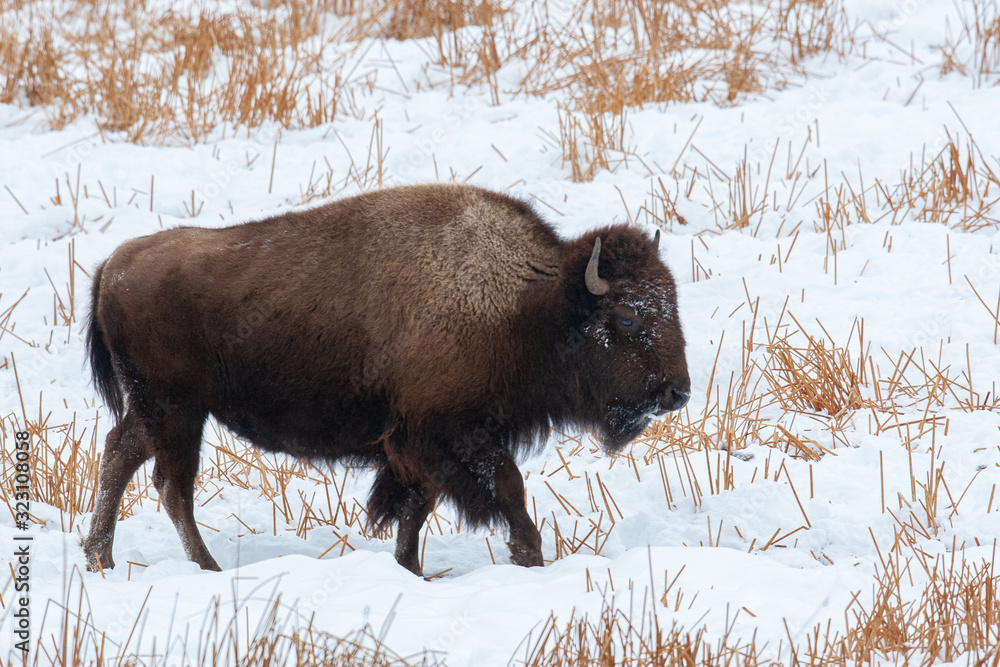 Yellowstone Bison in Winter Snows Yellowstone Bison in Winter Snows