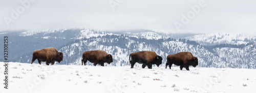 Tableau sur toile Yellowstone Bison in Winter Snows