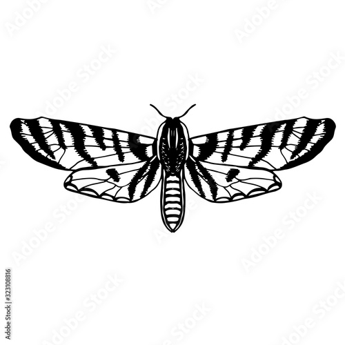 Hand drawn vector illustration of moth