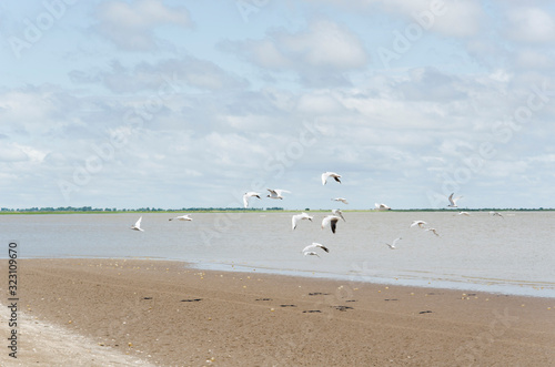 Flock of seagulls, kelp gulls, larus dominicanus, flying on the beach