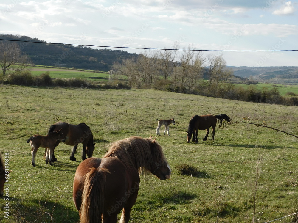 male horse taking care of his females and foals male horse taking care of his females and foals