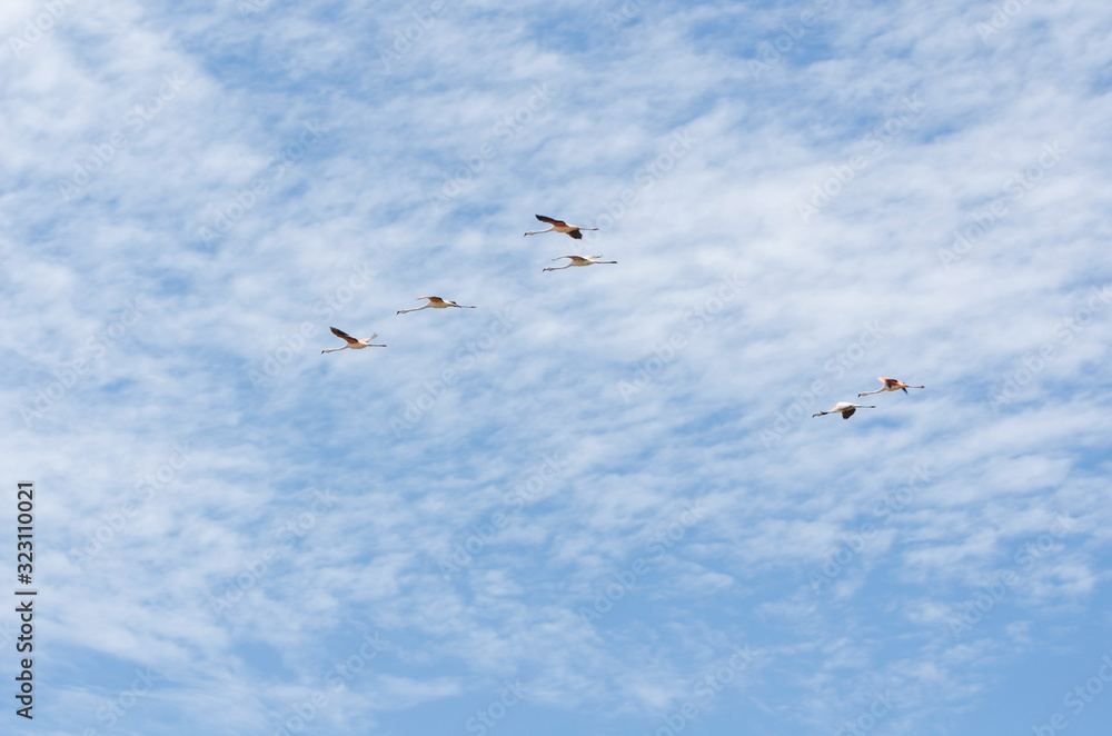 Flock of Chilean flamingos, phoenicopterus chilensis, flying Flock of Chilean flamingos, phoenicopterus chilensis, flying