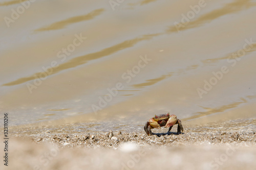 Neohelice crab  Chasmagnathus granulata  walking on the sea shore in Punta Rasa