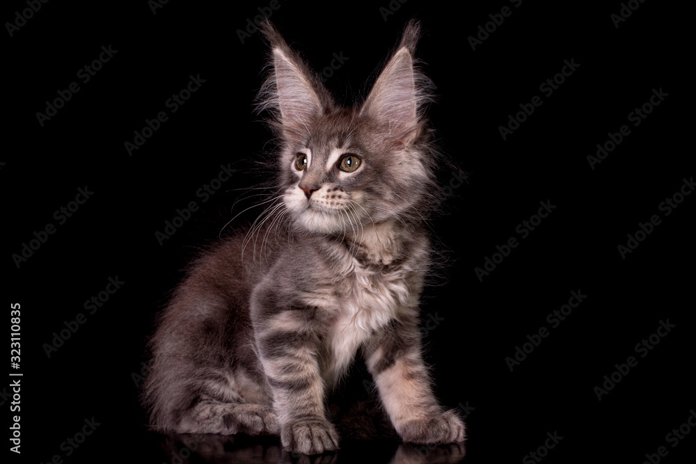 Adorable cute maine coon kitten on black background in studio, isolated.