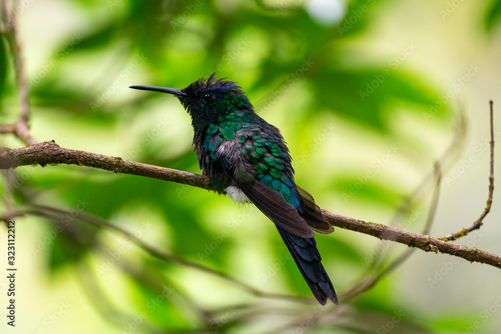 Brazilian tropical bird
