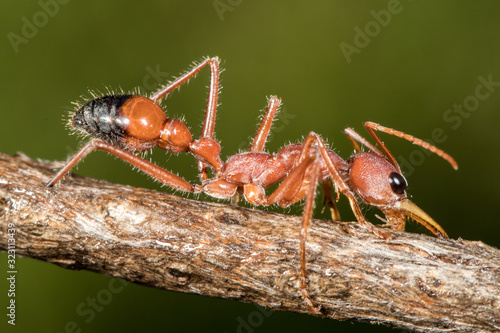 Australian Bull Ant drinking water from wet tree branch © Ken Griffiths