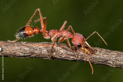 Australian Bull Ant or Bulldog Ant © Ken Griffiths