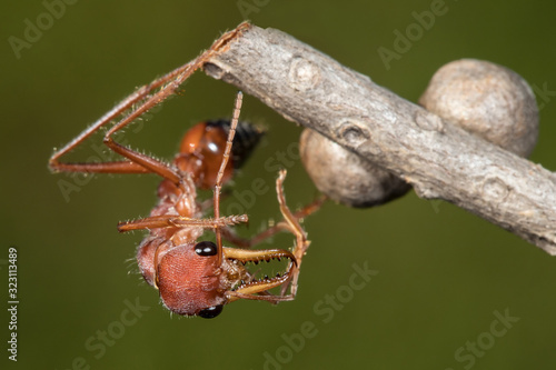 Australian Bull Ant or Bulldog Ant