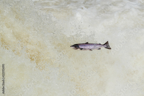 Atlantic silver Salmon