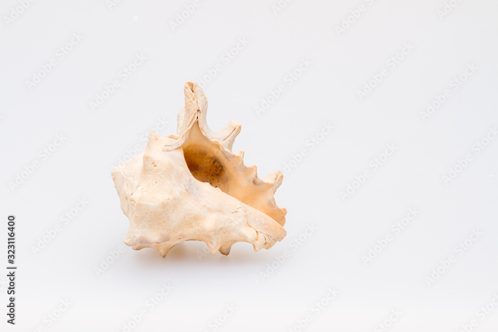 Seashells on a white background. Close-up. Seashells on a white background. Close-up.