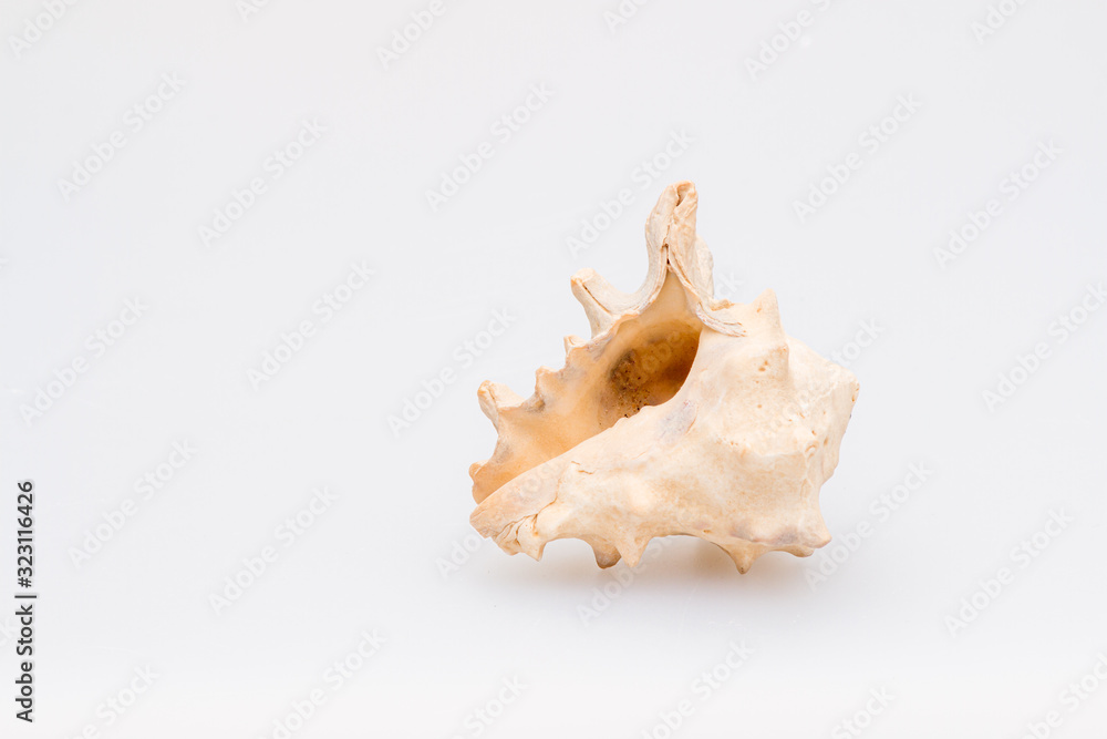 Seashells on a white background. Close-up. Seashells on a white background. Close-up.
