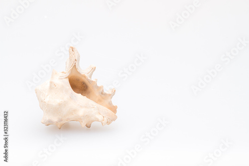 Seashells on a white background. Close-up.