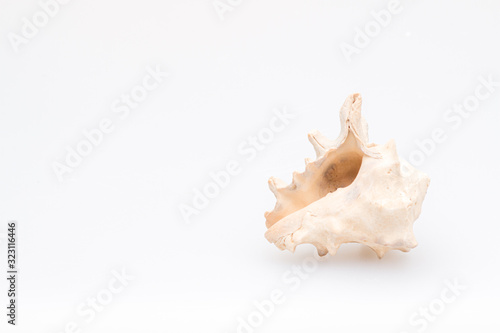 Seashells on a white background. Close-up.