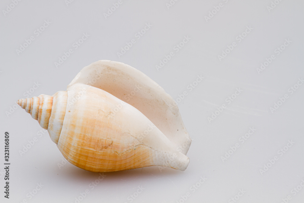 Seashells on a white background. Close-up. Seashells on a white background. Close-up.