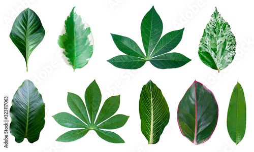 Different tropical leaves on white background © Tony