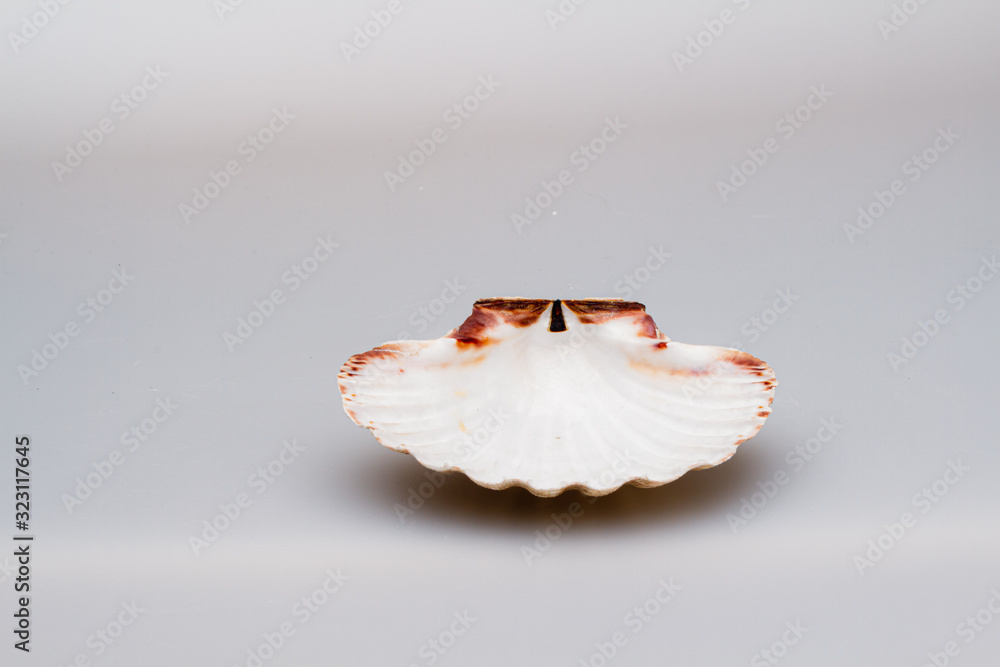 Seashells on a white background. Close-up. Seashells on a white background. Close-up.