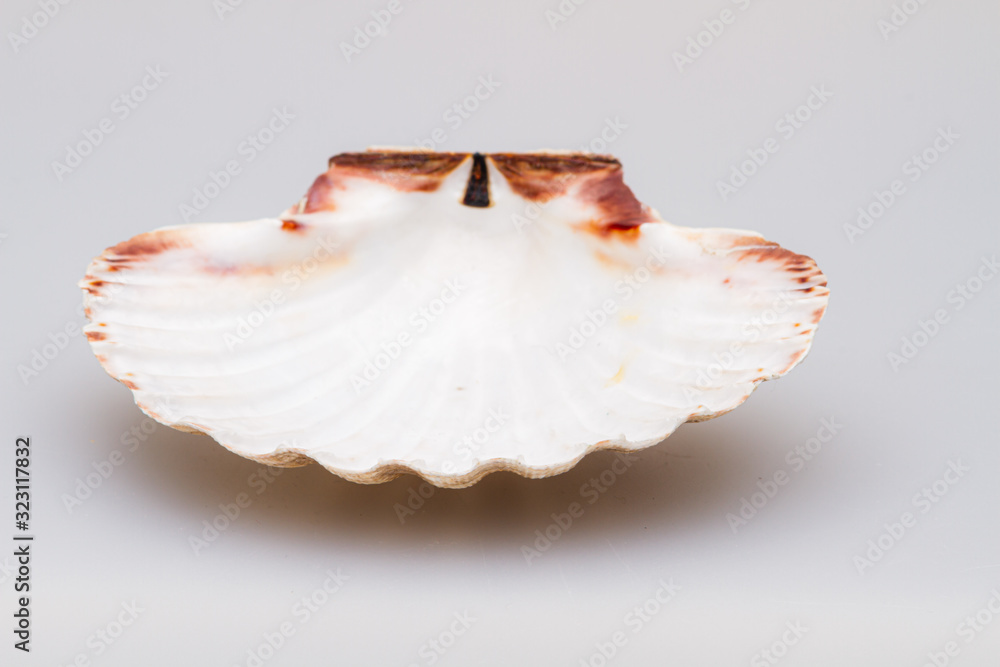 Seashells on a white background. Close-up. Seashells on a white background. Close-up.
