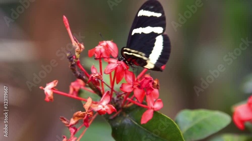 closeup of a hewitson's longwing butterfly drinking nectar from a flower, tropical insect specie from Costa Rica, America photo