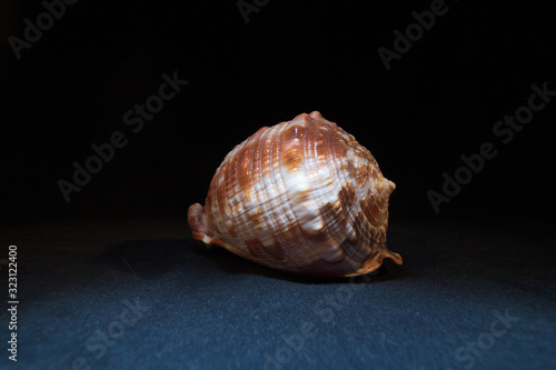 Shell on a Dark Background