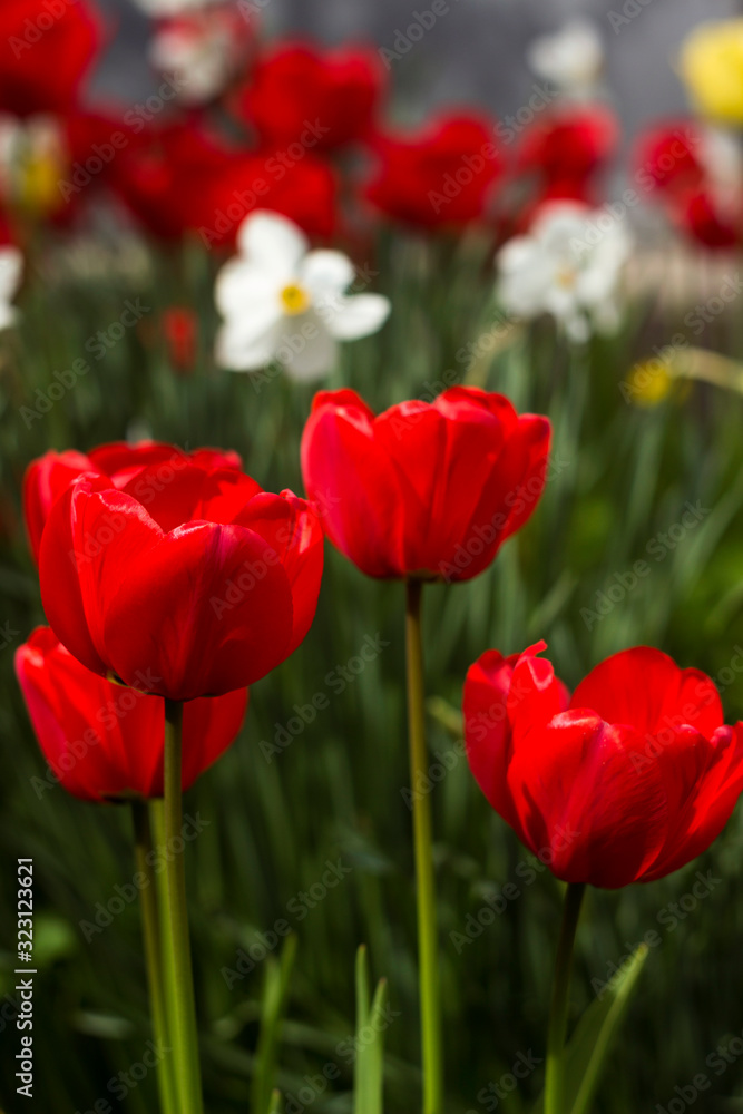 Many beautiful red tulips on a background of daffodils in spring blooms in the garden. A lot of blooming flowers, background Many beautiful red tulips on a background of daffodils in spring blooms in the garden. A lot of blooming flowers, background