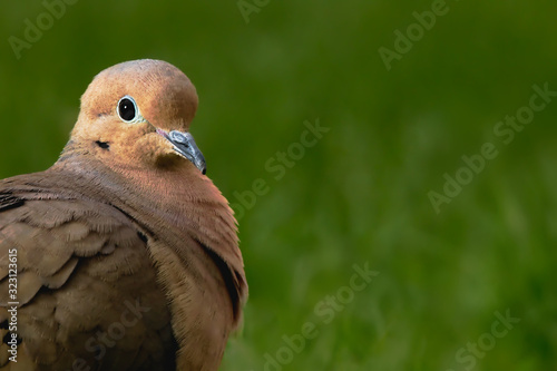 Mourning Dove, Zenaida macroura, closeup portrait in the morning sun. Making direct eye contact. Showing iridescent feathers. Background is bokeh of grass.