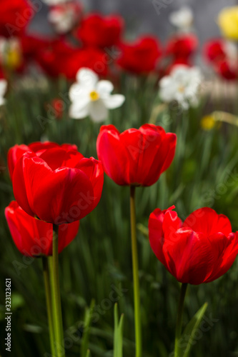 Many beautiful red tulips on a background of daffodils in spring blooms in the garden. A lot of blooming flowers, background