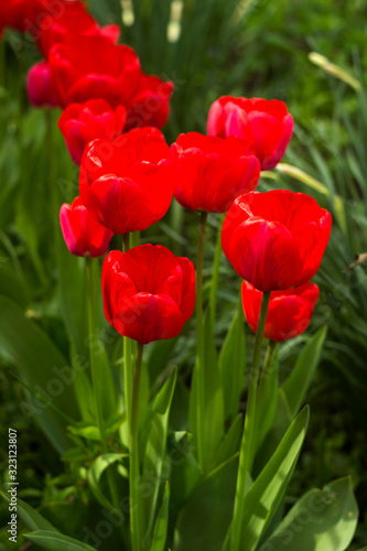 Many beautiful red tulips blooms in the spring in the garden. Many blooming flowers, background