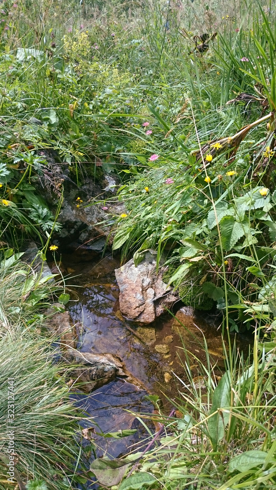 small pond in the mountains among green grass small pond in the mountains among green grass