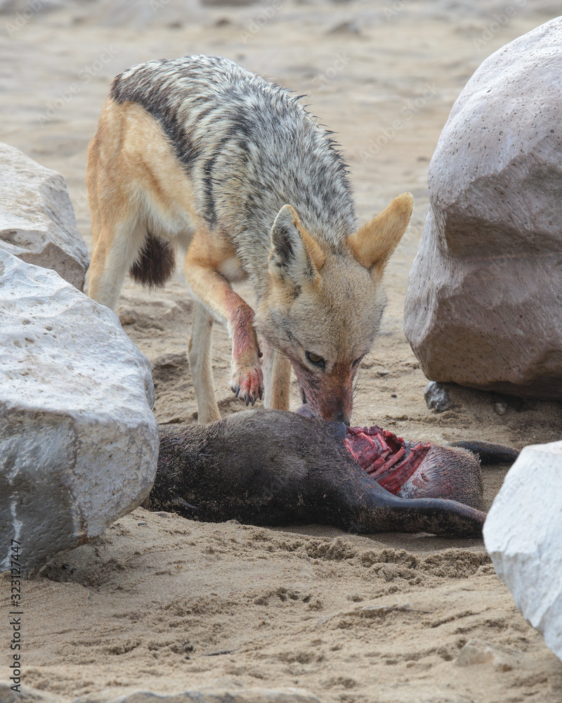 Fototapeta premium Black-backed jackal eating a baby seal, on Skeleton Coast, Namibia