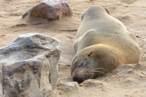 Cape Fur Seal taking a nap near a rock on Skeleton Coast, Namibia
