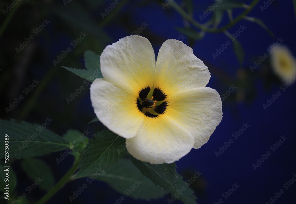 Fototapeta premium white flower with a black bee working on it