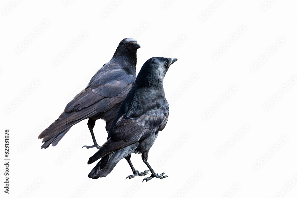 Common Ravens - isolated on a white background Common Ravens - isolated on a white background