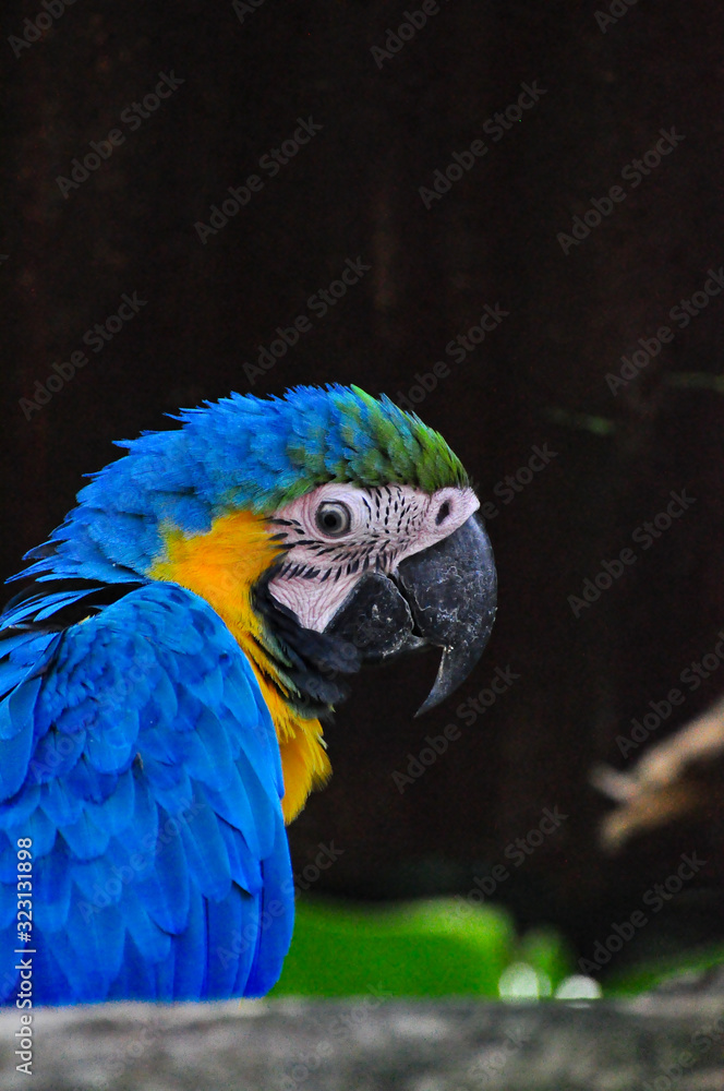 A single parrot sitting on a branch A single parrot sitting on a branch