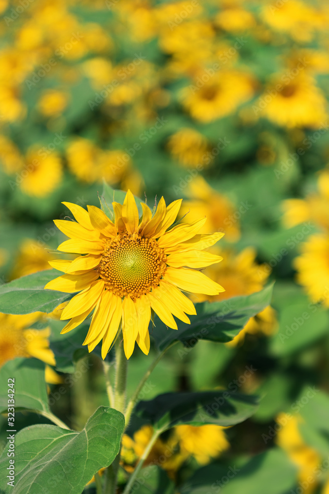 Sunflowers in the fields Sunflowers in the fields