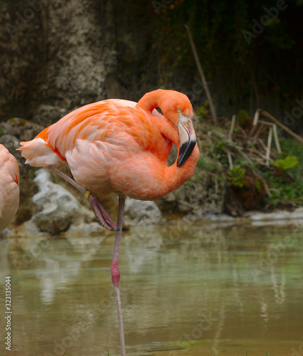 Flamingo