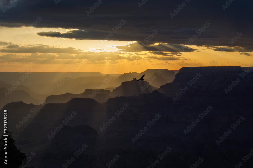 A bird soars over the Grand Canyon at sunset