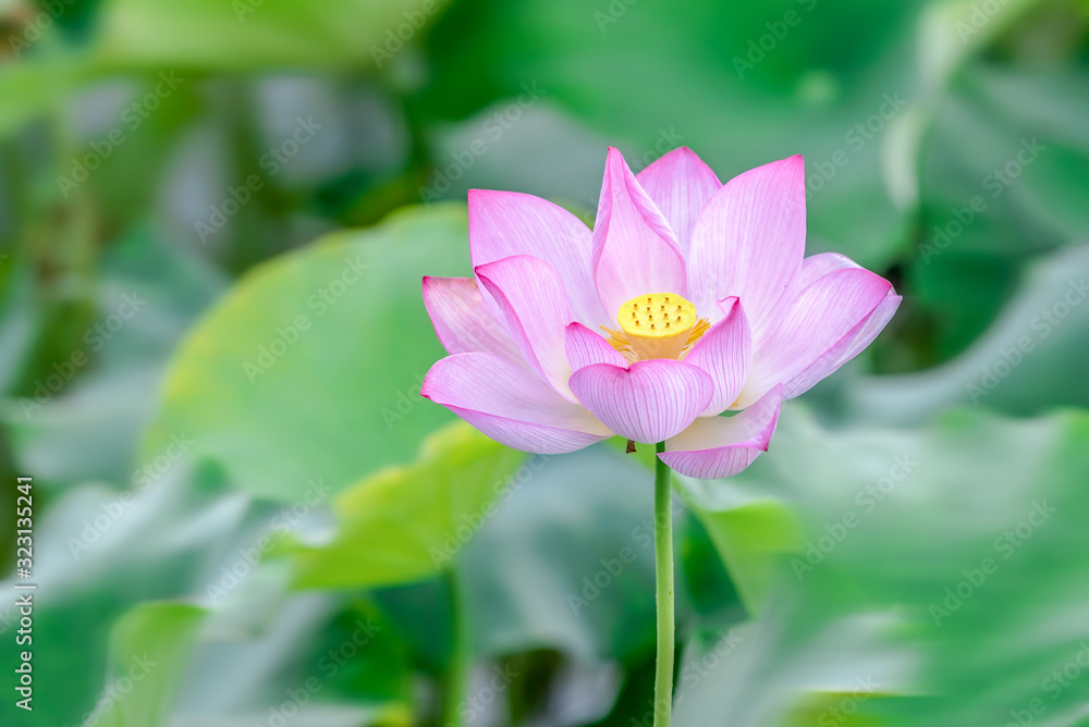 A beautiful pink lotus