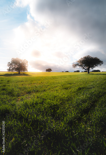 Magic sunsetin spanish field with green grass  photo