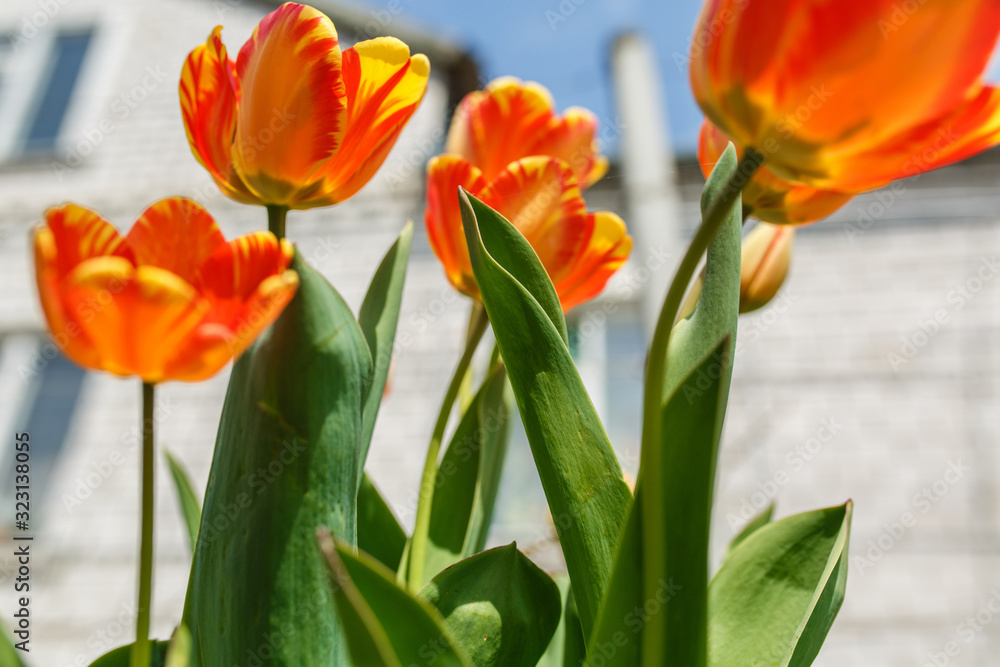Naklejka premium tulips in a home garden close-up. spring flowers