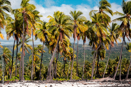 Palm Trees in a Row photo