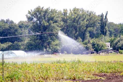An irrigation pivot watering a field of turnips.