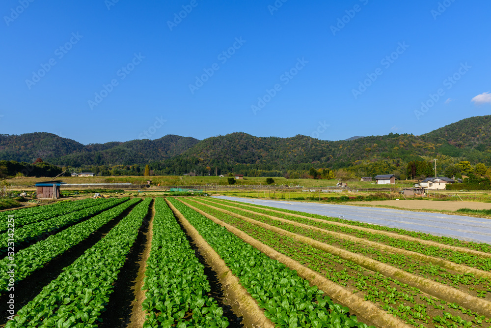 野菜畑と遠景の山