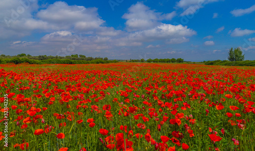 field of red poppies in spring  nature concept