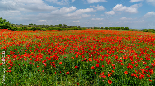 field of red poppies in spring, nature concept