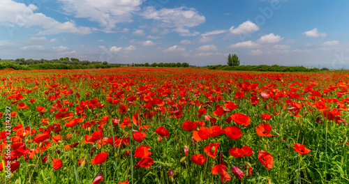field of red poppies in spring  nature concept